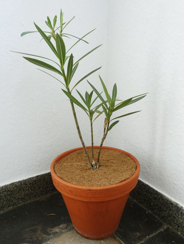 Kokosová izolační deska pro ochranu rostlin